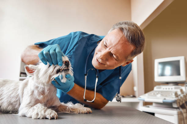 Best Weekend Emergency Dentist in West Lafayette, OH
